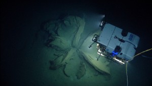 D2 discovers the remnants of asphalt volcanoes, or “tar lilies.” Image courtesy of NOAA Office of Ocean Exploration and Research, Okeanos Explorer Gulf of Mexico 2014 Expedition.